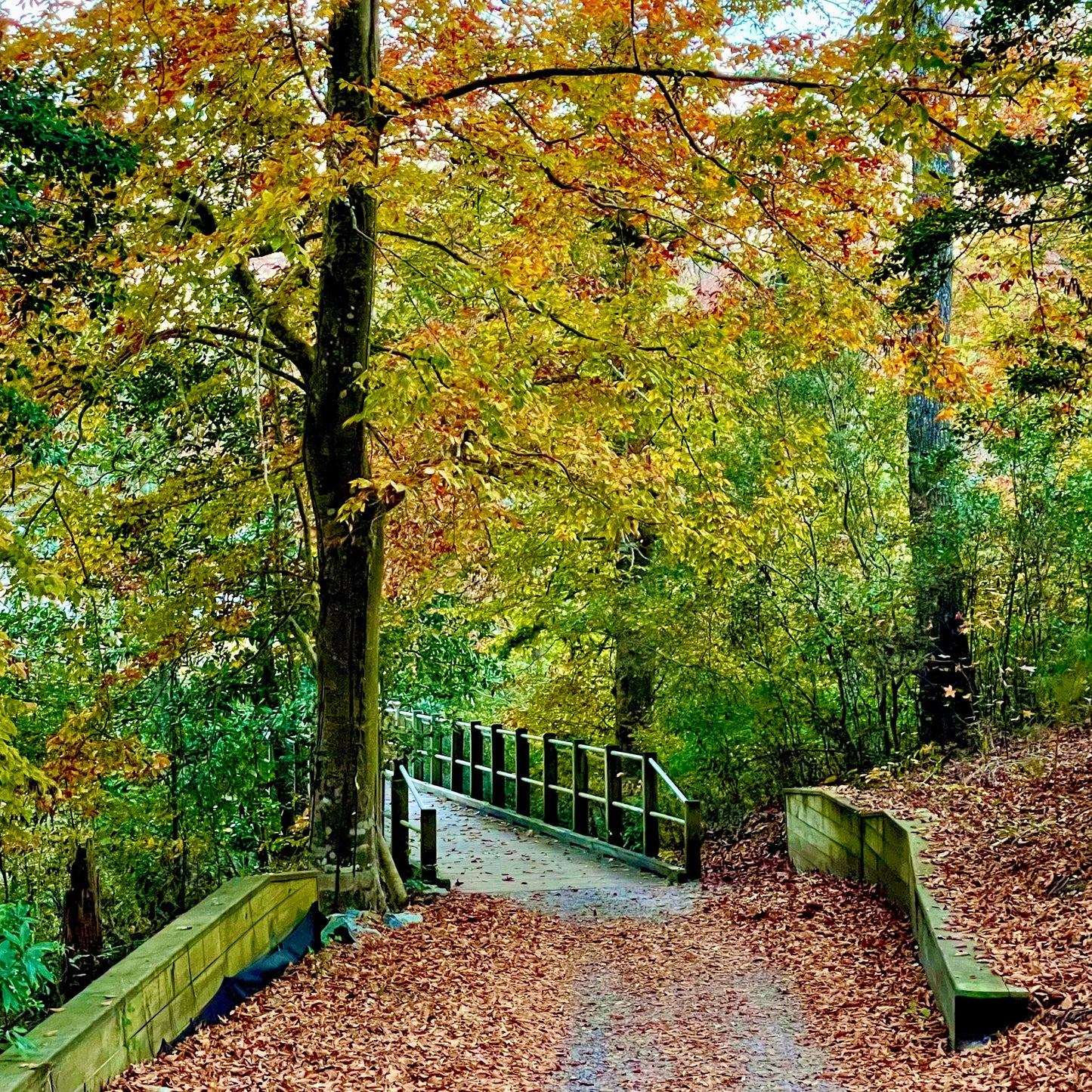 Fall vibes