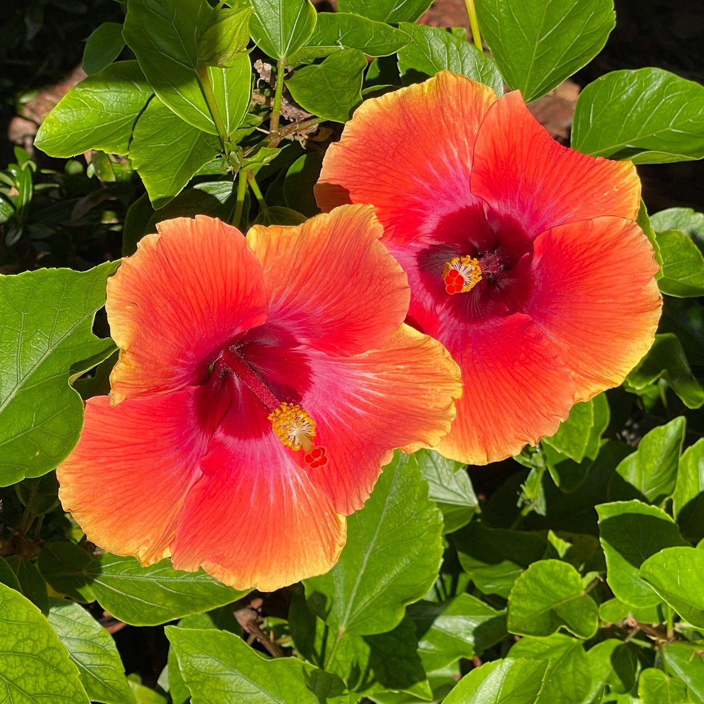 Hibiscus