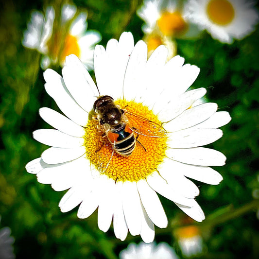 BEE-utiful daisy