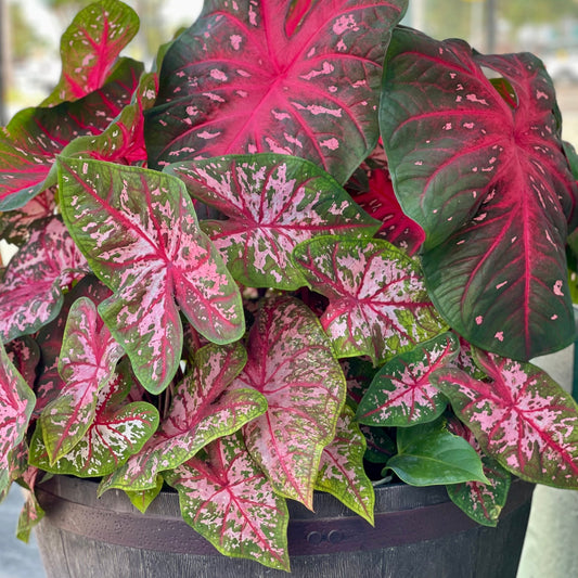 Caladiums